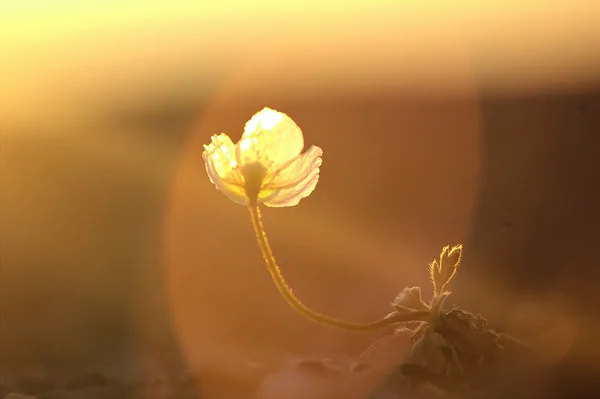 Flor do norte no mundo - papoula ártica. Deserto ártico do arquipélago de Novaya Zemlya — Fotografia de Stock