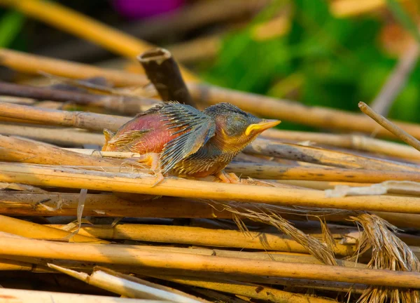 Un pollito desnudo de pájaros cantores se cayó del nido. Patos feos —  Fotos de Stock