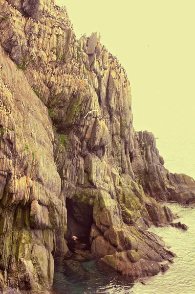 Lote de gigante (15 km, 220 mil guillemots) colônia de aves marinhas na ilha do Sul, Novaya Zemlya. Barents mar — Fotografia de Stock