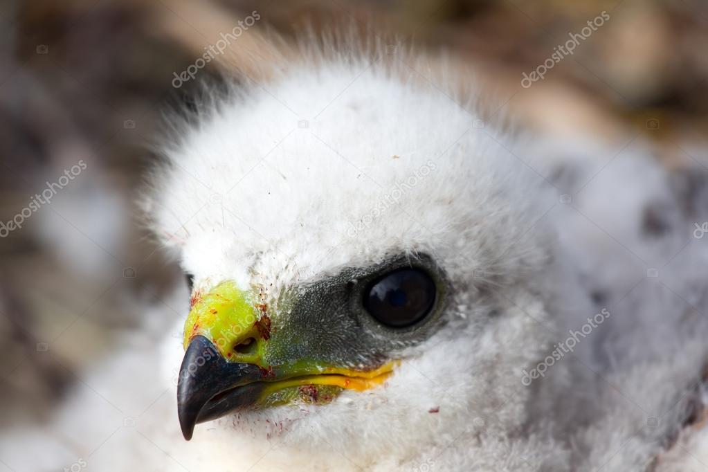 white bird of prey chicks Roughlegged Buzzard. Novaya Zemlya tundra 1 — Stock Photo