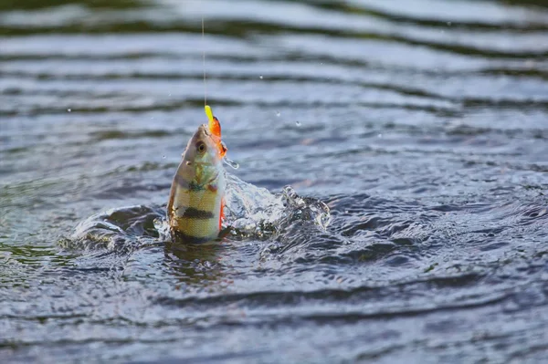 Sommarabborre fiske bete — Stockfoto