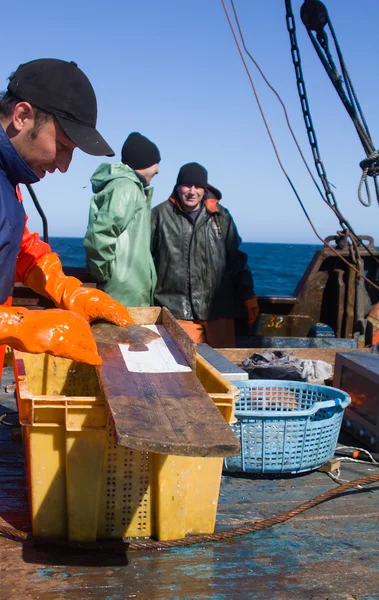 RUSSIA,  Pacific ocean - September 5, 2011:  Science. Ichthyological studies in ocean. Flounder is measured with special ruler — Stock Photo, Image