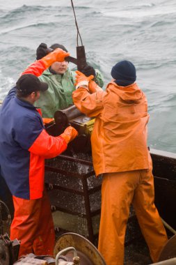 Rusya, Pasifik Okyanusu - 4 Eylül 2011: Bilim. Deniz biyolojisi. Petersen kapmak (alt örnekleyici) Pasifik Okyanusu 2 derinliklerinden kaldırmak