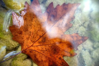 Beautiful maple leaf underwater clipart