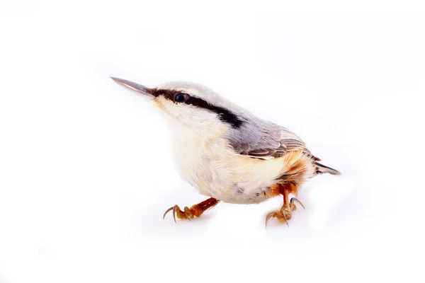 Ave inteligente - nuthatch Sitta europaea no fundo branco — Fotografia de Stock