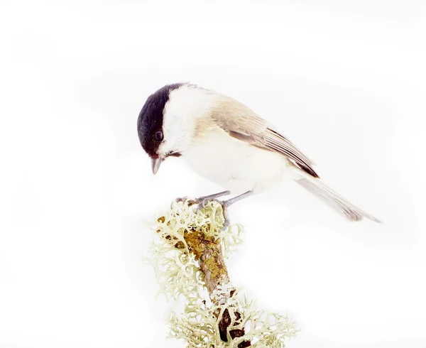Salgueiro tit Parus montanus em um fundo branco — Fotografia de Stock