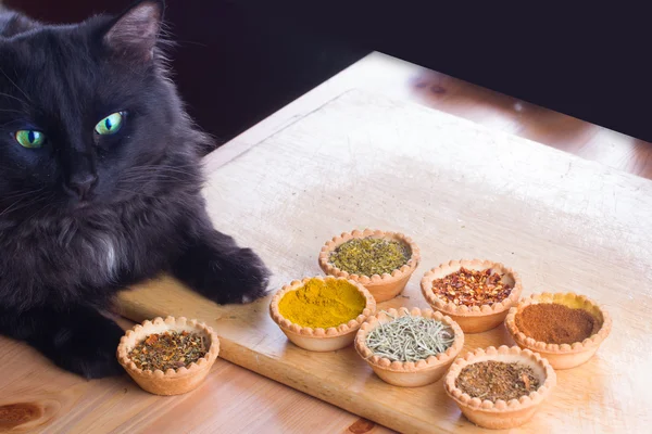 Spices and cat expert in smell and taste — Stock Photo, Image