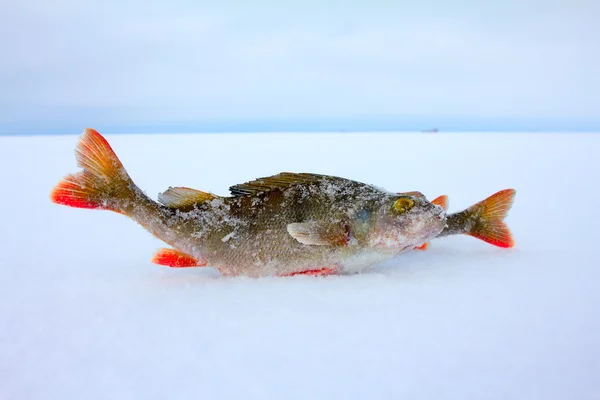 Winter ice abborrfiske — Stockfoto