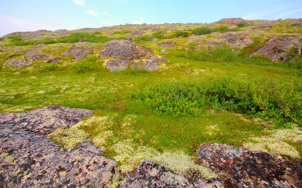 Horská tundra v Laponsku — Stock fotografie