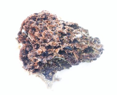 Öğe çiçek kompozisyonlar 