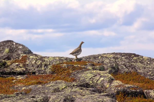 Ptarmigan in mountain tundra of Norwegian fjelds (hills) — Stock Photo, Image