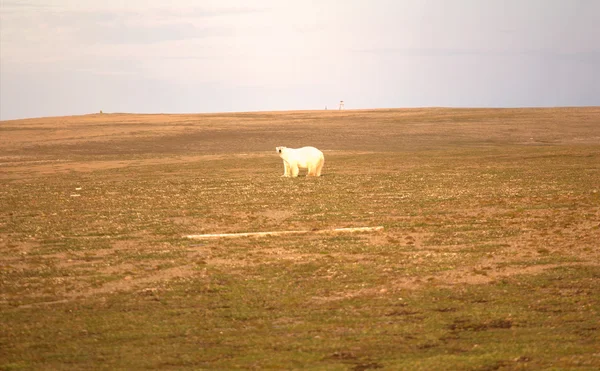Relevante hoje: no verão, ursos polares permanecem nas ilhas e busca de alimentos — Fotografia de Stock