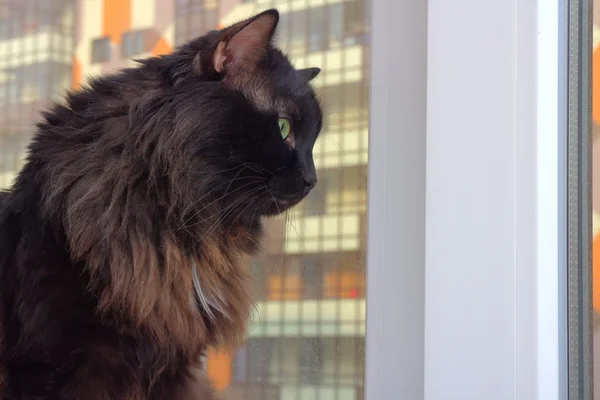 Chat à la fenêtre dans un immeuble neuf — Photo