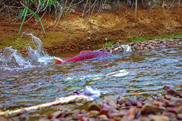 Redfish on spawning places. salmon in transparent water — Stock Photo, Image