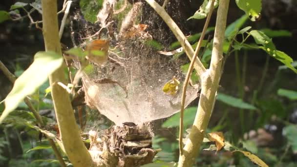 Grande ninho de aranha na floresta tropical — Vídeo de Stock