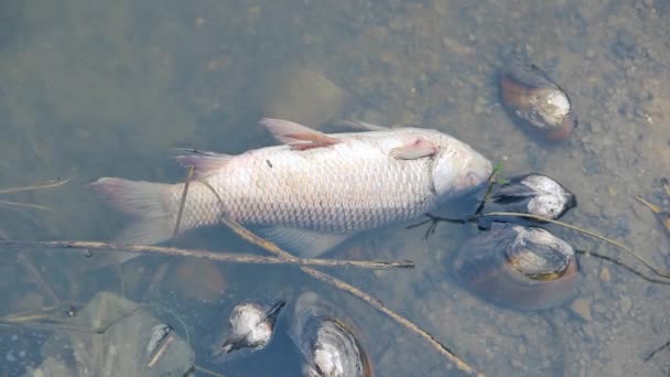 연못에 있는 죽은 중국식 잉어 ( 화이트 아머,크 테 노파 르고 돈이 델라 ). — 비디오