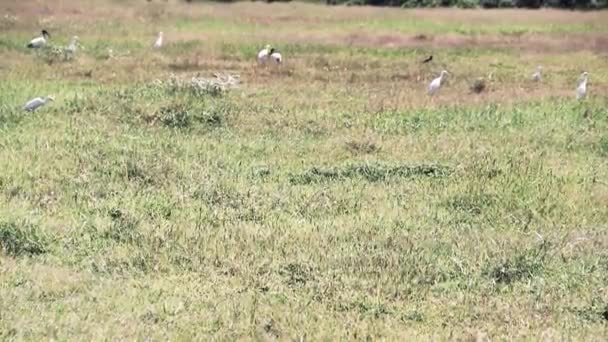 Ibises and egrets feed on the pasture — Stock video