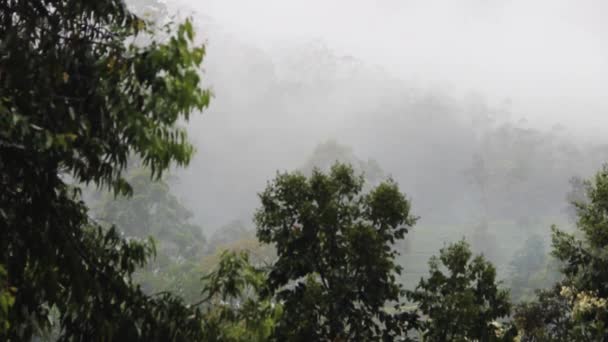热带雨林里的雨 — 图库视频影像