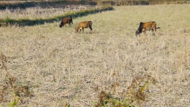 Zebu gado pastando em restolho dos campos de arroz — Vídeo de Stock