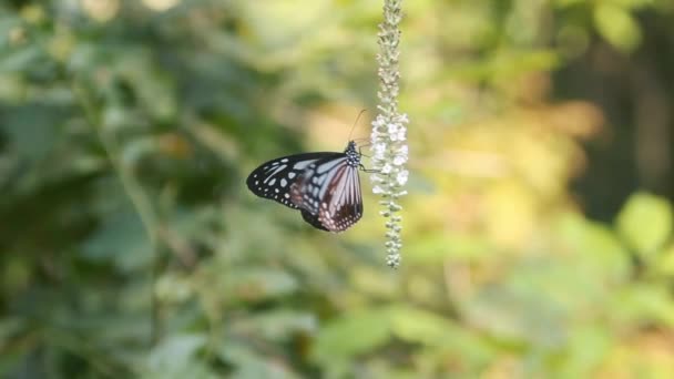 Fjärilar av släktet Milkweed fjäril — Stockvideo