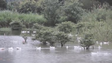 Nehir taşar, Pekin beyaz ördekleri doğal besinleri besler.