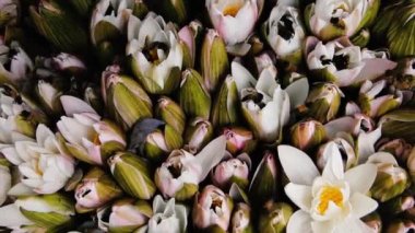 Hint Arısı (Dev Arı, Apis dorsata) polen toplar