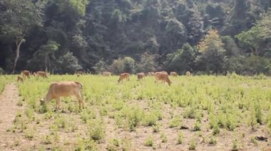 Sığır sürüsü dağlardaki çayırlarda otluyor.