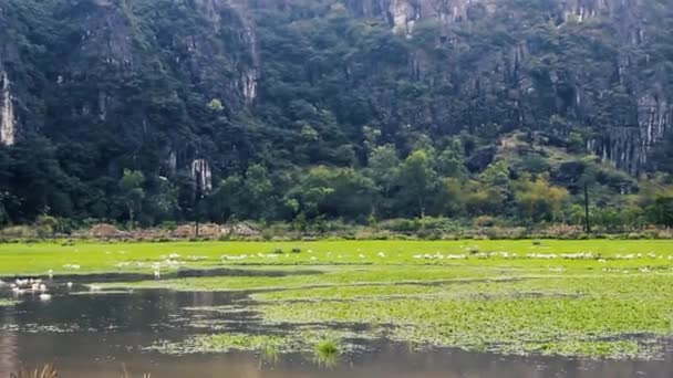 Breeding white Peking ducks on natural pond — Stock Video