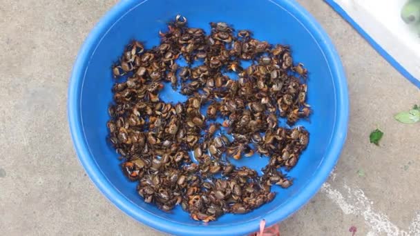 Small crabs for sale in a plastic basin — Stock Video