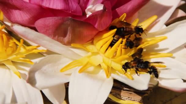 Індійські бджоли (гігантські бджоли, Apis dorsata) збирають пилок. — стокове відео