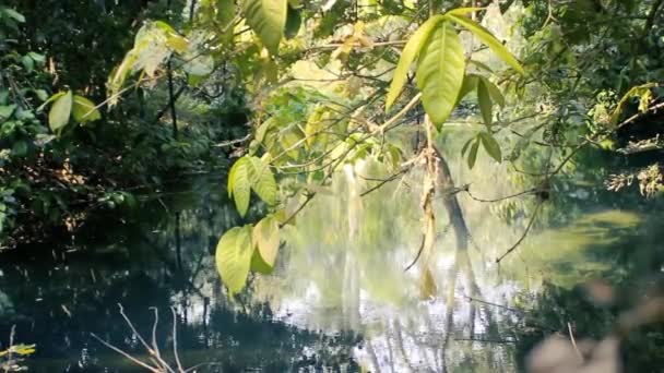 Torrente in una foresta pluviale invernale — Video Stock