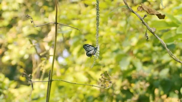 Farfalle del genere Milkweed farfalla — Video Stock