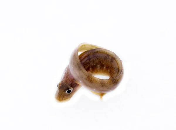 Peixe Wriggles Fundo Branco Animal Muito Atraente Poses Diferentes — Fotografia de Stock