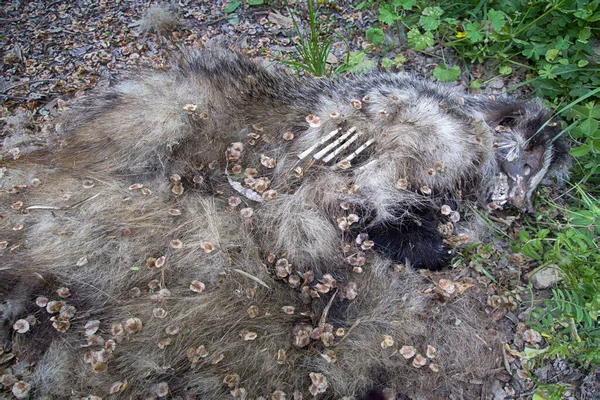 Halvförruttnad Död Grävling Meles Meles Vid Vägkanten Bilar Dödar Bausons — Stockfoto