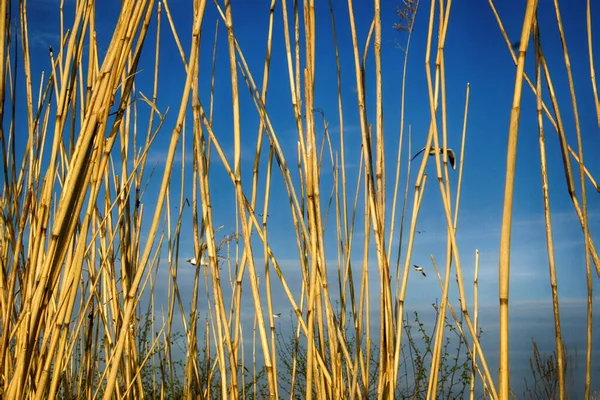 Gaivotas Cabeça Preta Voam Atrás Parede Junco Amarelo Lagoas Pântanos — Fotografia de Stock