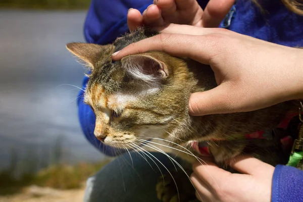 Gato Mascota Para Caminar Estado Salvaje Correa Arnés Para Gatos — Foto de Stock