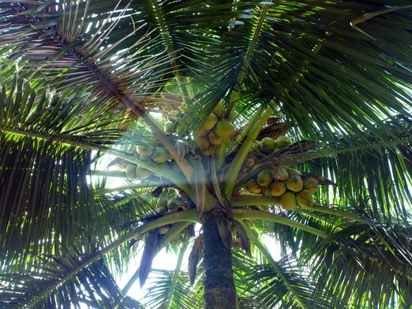 Les Cocotiers Hiver Inde Kerala Sud — Photo