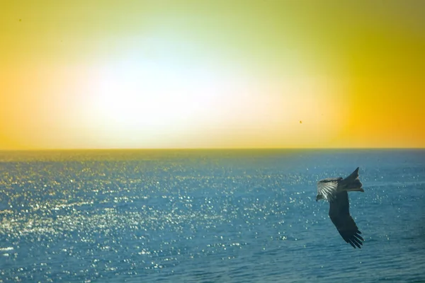 印度洋上空的风筝 热带日落和平静的海面 — 图库照片
