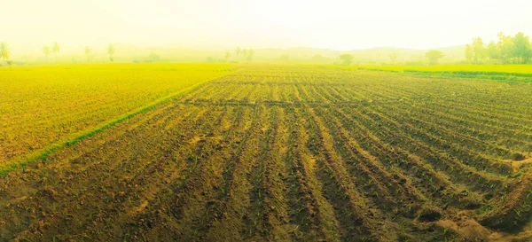 Reisfelder Asien Klassische Tropische Landwirtschaft Und Leben — Stockfoto