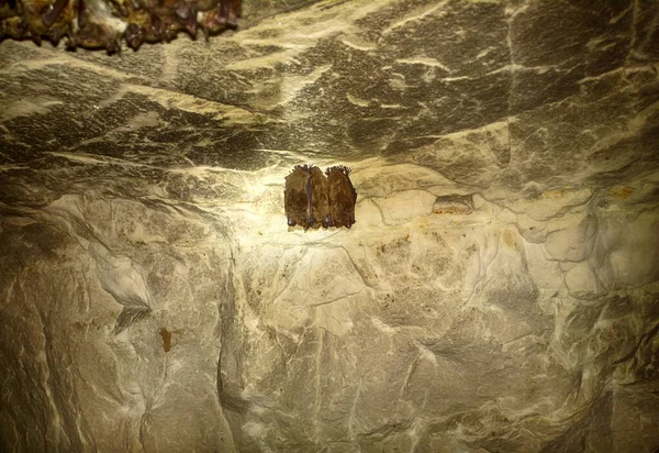 蝙蝠是洞穴和地牢的居民 池塘蝙蝠 Myotis Dasycneme 正在睡觉 冬季在北方冬眠成群结队 — 图库照片