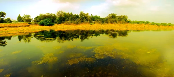 高温の南部地域ではきれいな水 茂みのあるボギー湖 毛藻類 低木のアカシア プレーリー カルナータカ インド — ストック写真