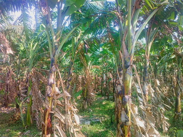 Uma Velha Plantação Bananas Velhos Caules Ocos Quebrados Backup Rizomas — Fotografia de Stock