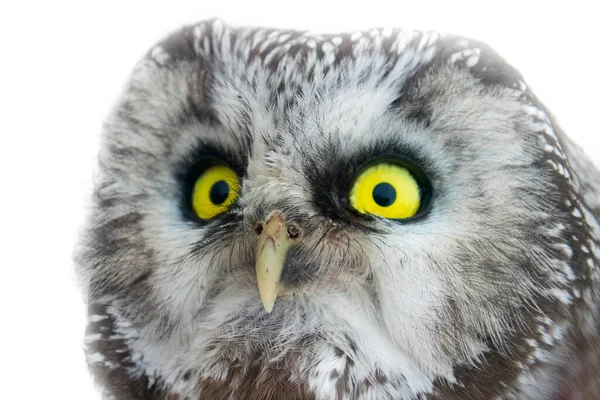 부엉이의 Tengmalms Owl Aegolius Funereus Closeup Half Turned — 스톡 사진