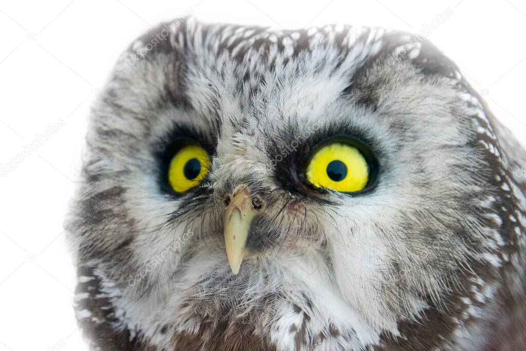 Yellow enormous eyes. Portrait of boreal owl (Tengmalm's owl, Aegolius funereus) closeup, half-turned. Isolated object
