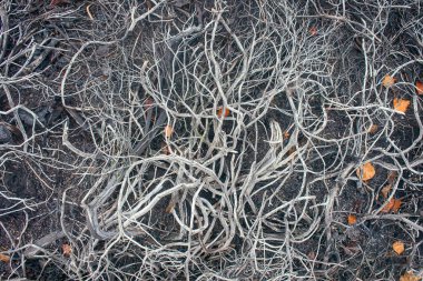 Death of plants, deforestation. In air pollution and fires in forest-tundra crowberry died (interlocking dry stalks). Russian Lapland clipart