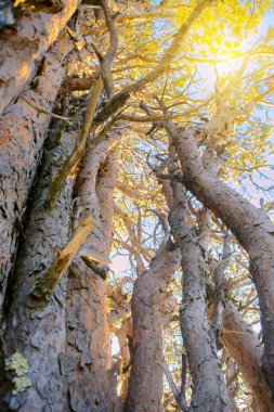 Ağaç gövdeleri ve çam dalları birbirine dolanır. Gün batımında güneşle aydınlanan