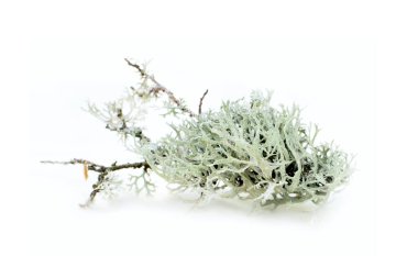 Kış bahçesi için çiçek kompozisyonları