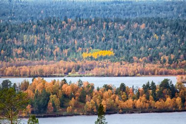 Sakin bir sonbahar. Boreal kozalaklı ormanlarında sonbaharın ortasında huş ağacı ve kavak ağacı karışımı, göl ülkesi. İskandinavya, Laponya