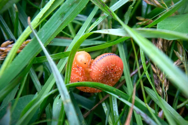 Chytlavá Pomerančová Housenka Falešná Larva Topolové Pily Cimbex Luteus Dlani — Stock fotografie