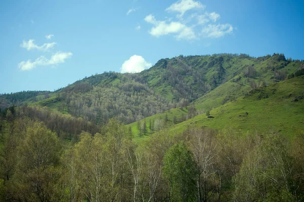 Montañas Verano Con Árboles Altai Paisaje Verde — Foto de Stock